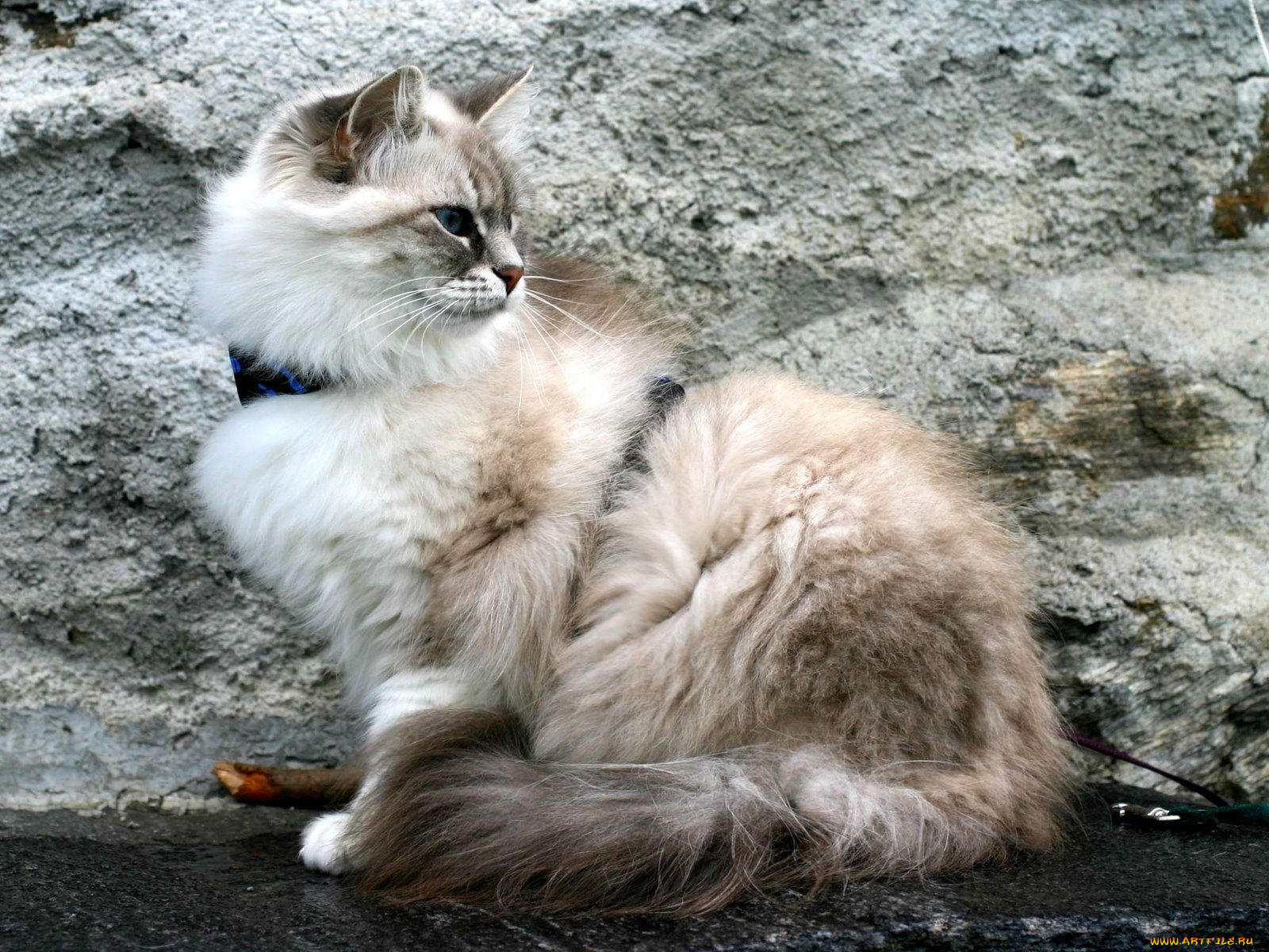 , , cat, , 